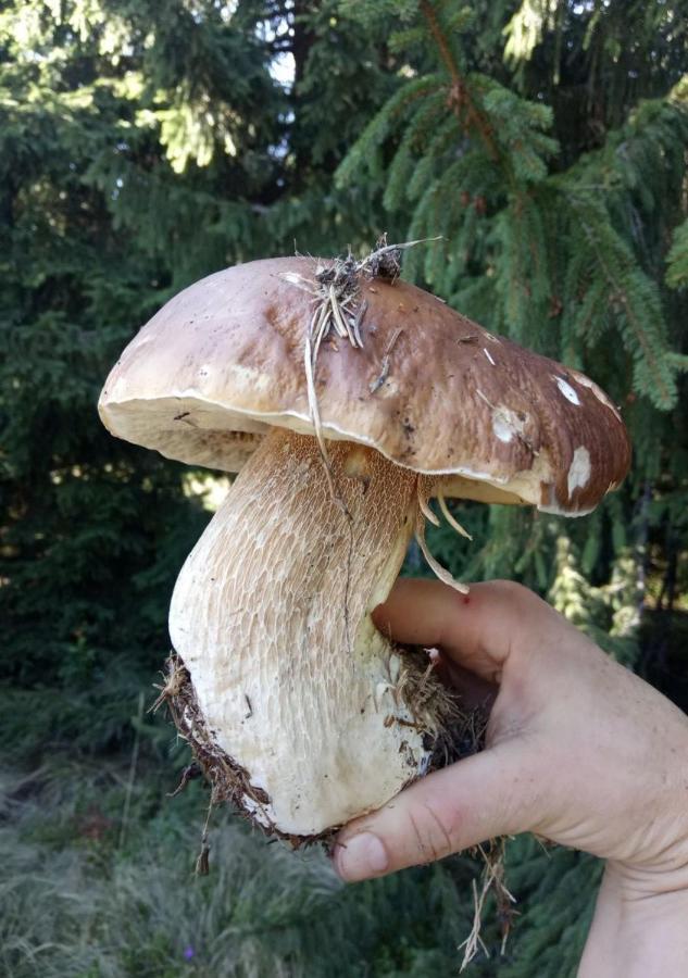 Bat'Kivska Hata Stari Kuty Dış mekan fotoğraf